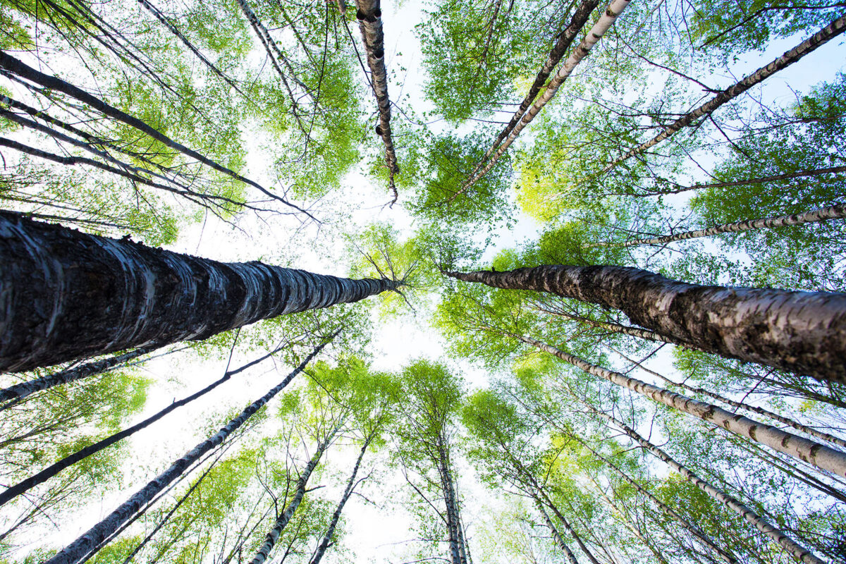 Kevadine kaselehelõhn