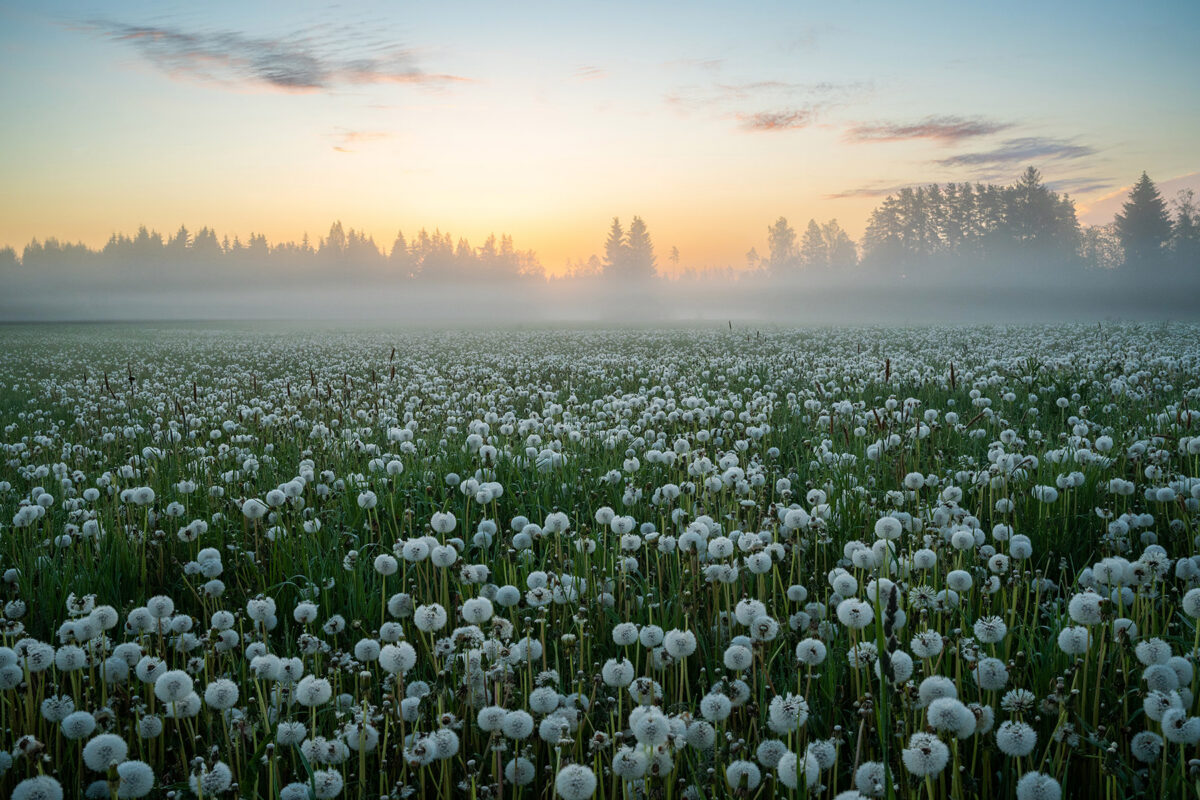 Pehme võililleväli
