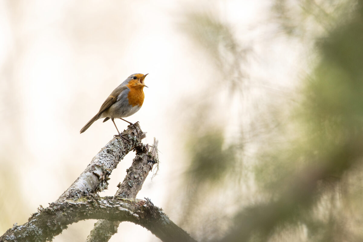 Punakurgukese esitus