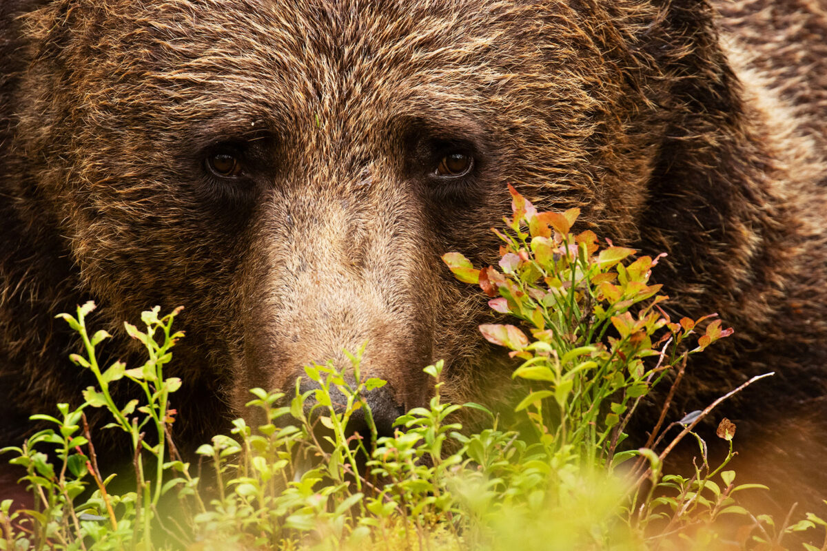 Väikesed kurvad karusilmad