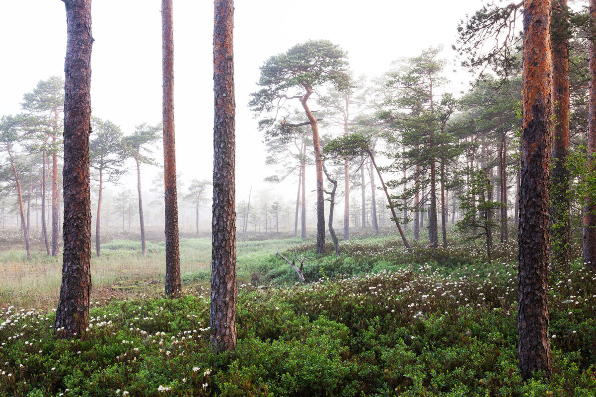 Suvehommik rabasaarel