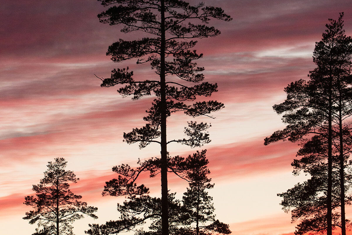 Õhtu mändide seltsis