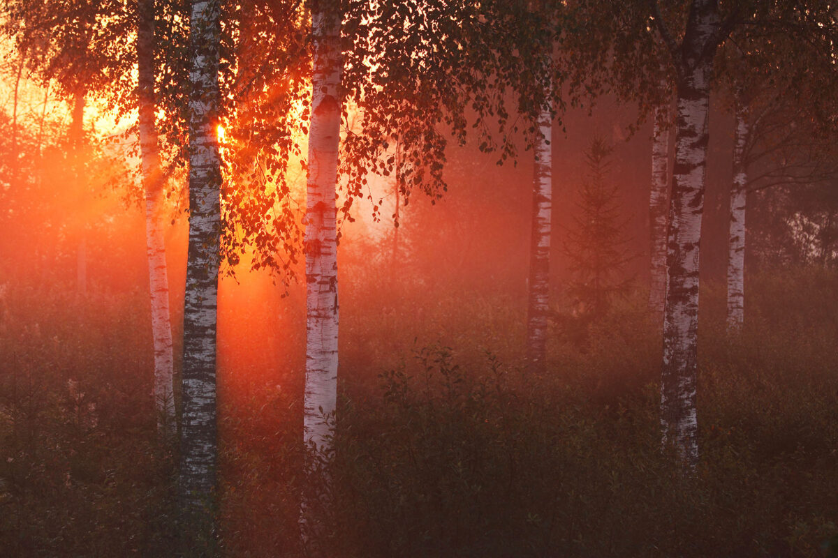 Esimene valgus kaskede vahel