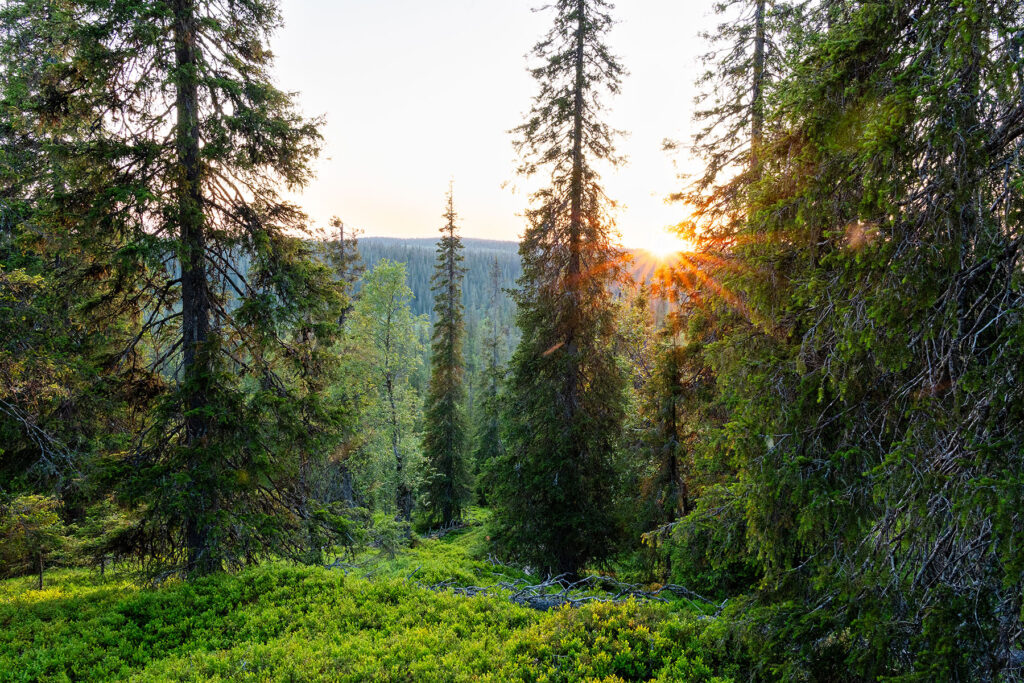 Loojang nõlvametsas