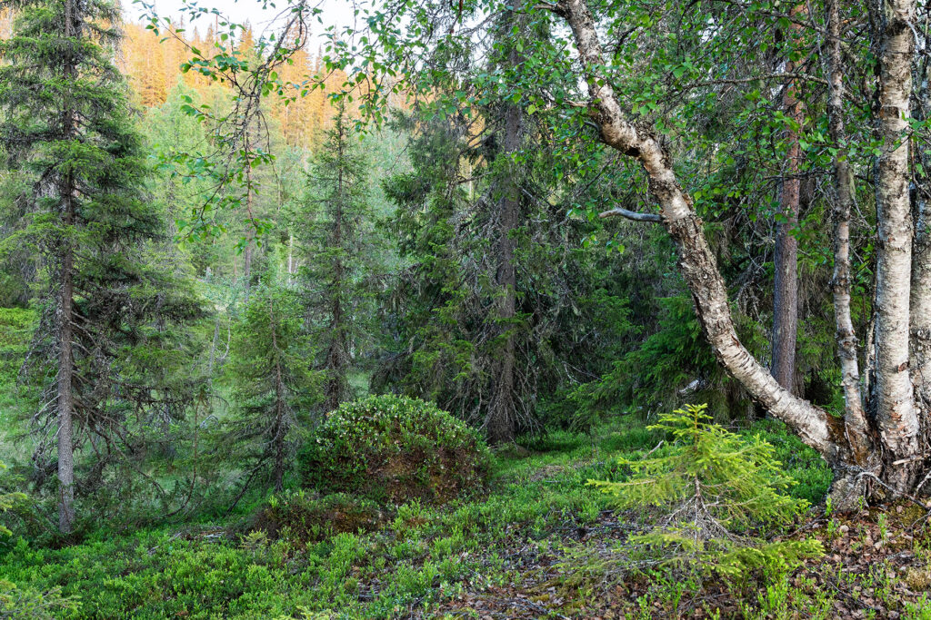 Suveõhtune idüll Riisitunturis