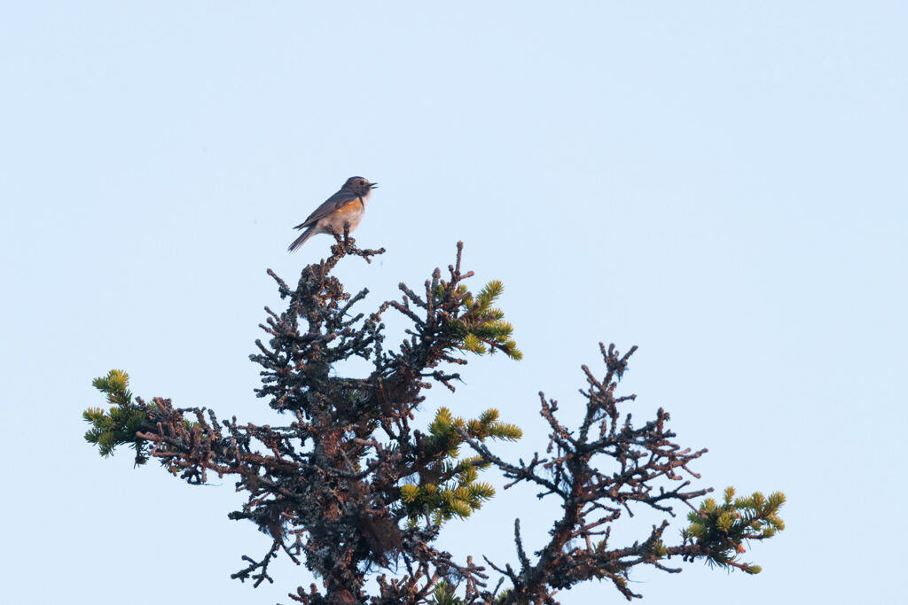 Sinisaba Riisitunturis